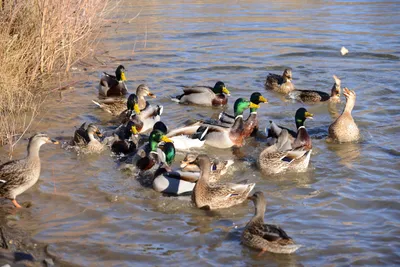 DSC_1170 (Large).JPG